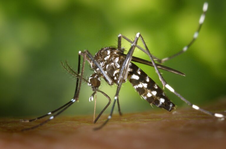 teste de dengue caseiro funciona - principal