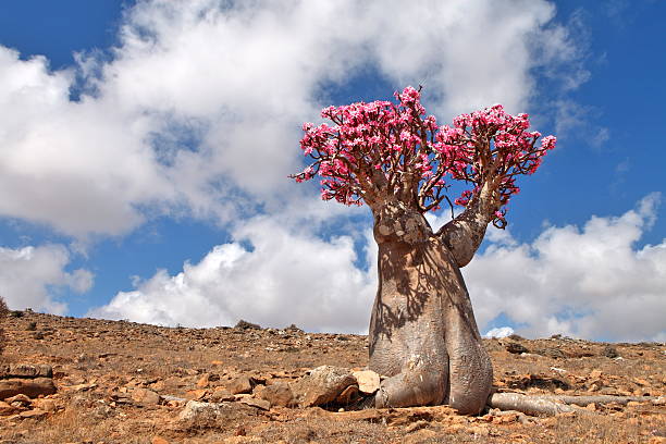 Rosa do Deserto:14 dicas práticas para cultivar em qualquer espaço