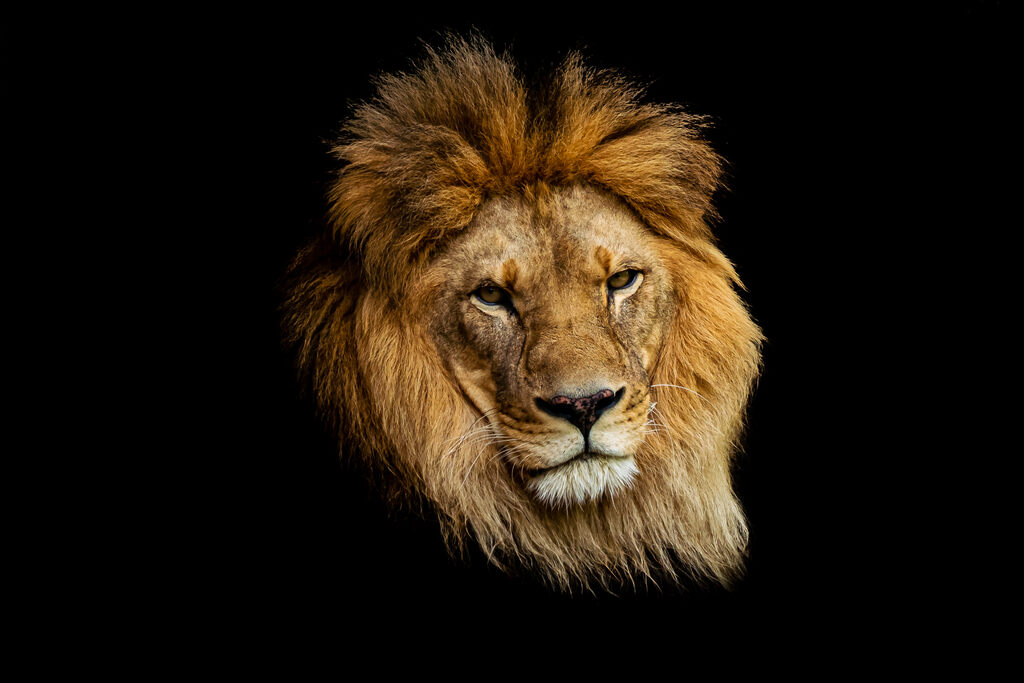 Leão do imposto: imagem de uma cabeça de leão adulto