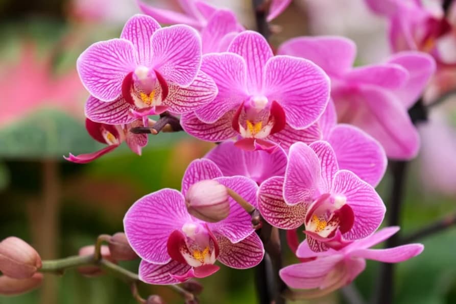 tipos-de-orquídeas-Phalaenopsis