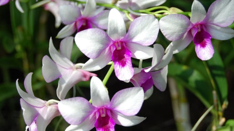 tipos-de-orquídeas-Denphal