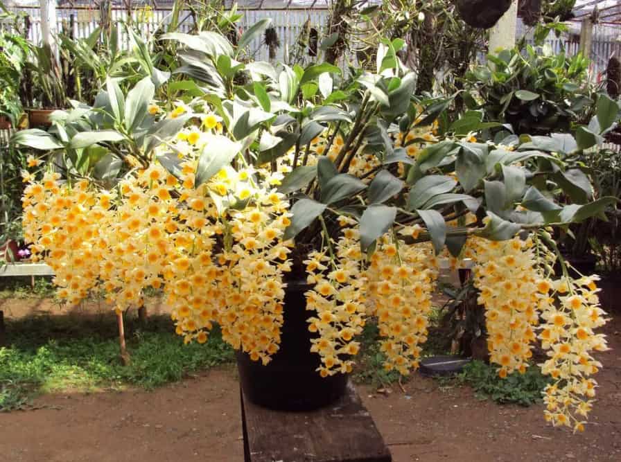 tipos-de-orquídeas-Dendrobium