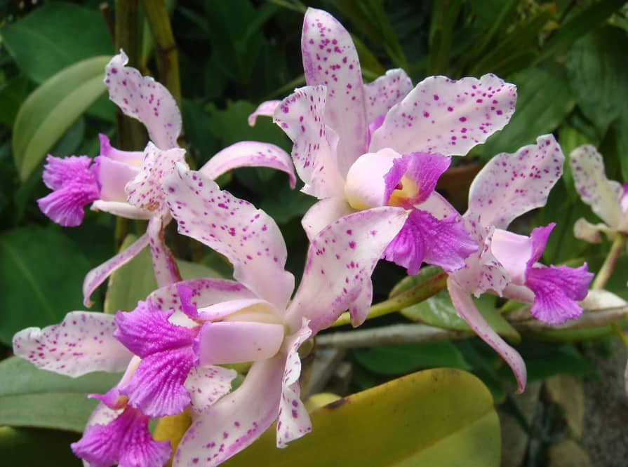 tipos-de-orquídeas-Cattleya