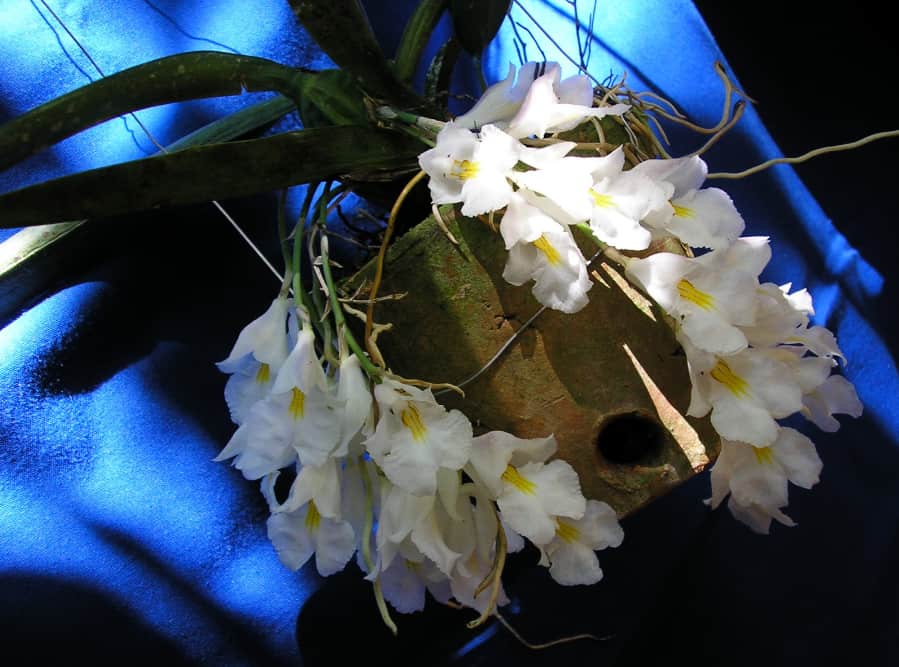 tipos-de-orquídeas-Rodriguezia