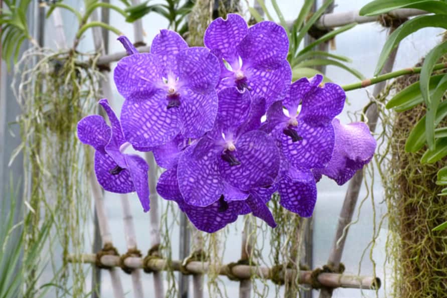 tipos-de-orquídeas-Orquídea-Vanda